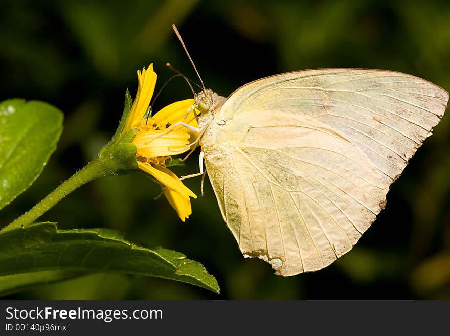 Butterfly on a Flower