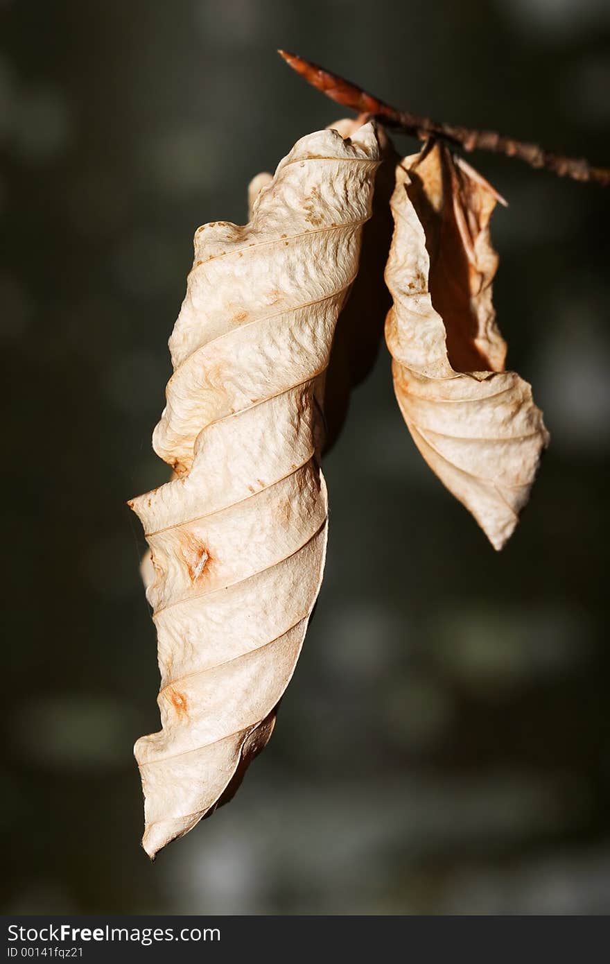 Dry Leaves