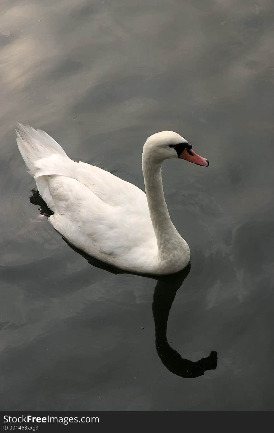 A swan in the water