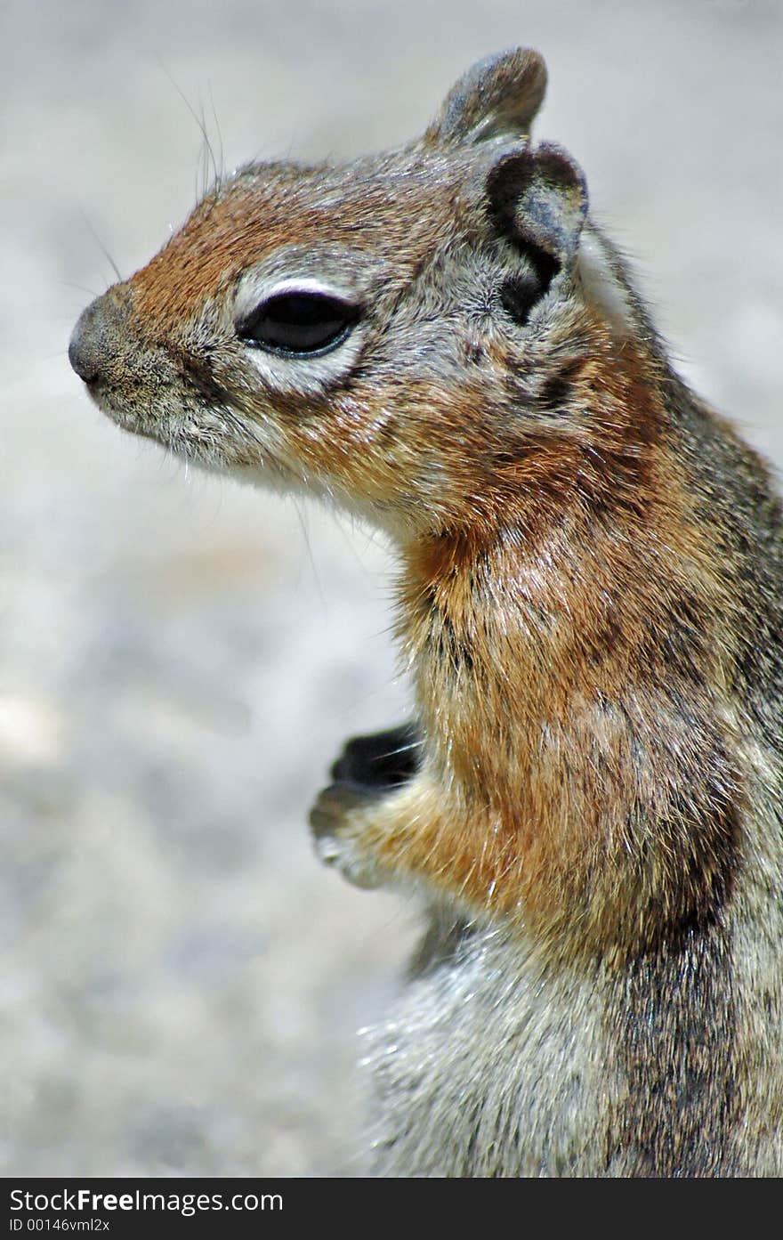 Cute Squirrel