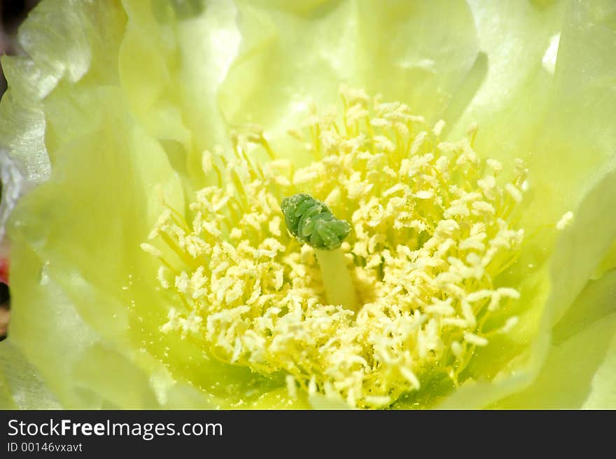 Very yellow petals of a cactus flower. Very yellow petals of a cactus flower.