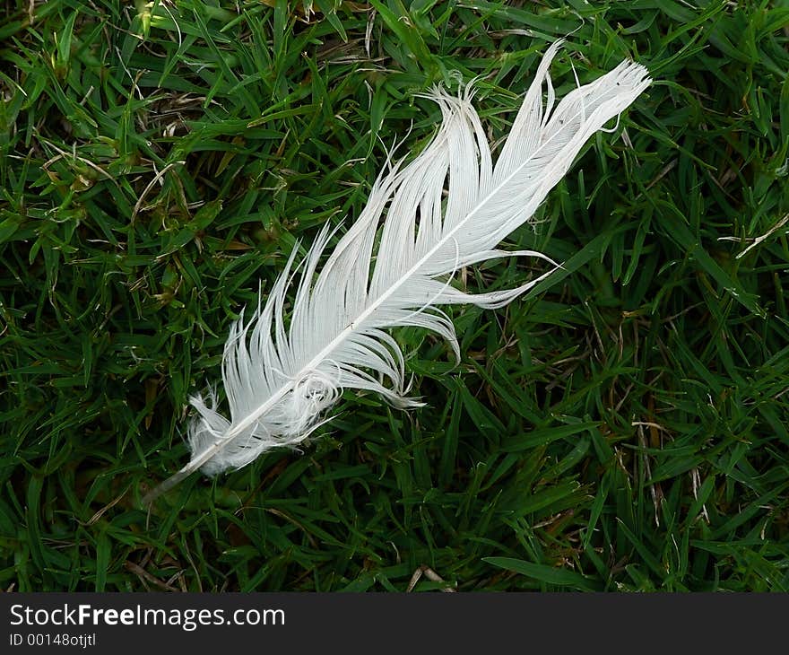 A single white feather lying in the grass. A single white feather lying in the grass.