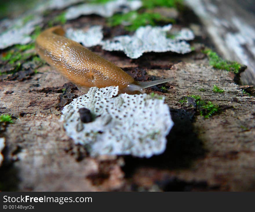 Snail macro