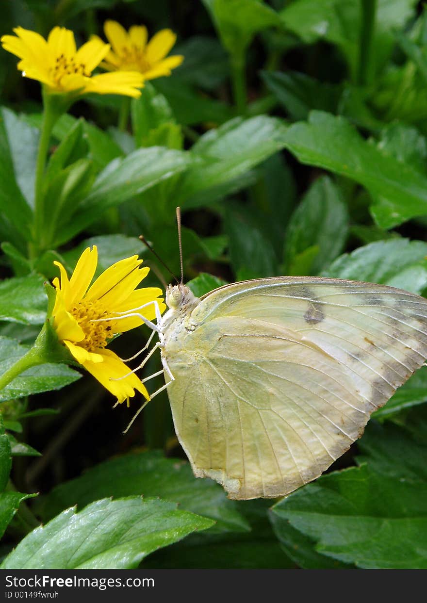 Photo of butterfly with flower