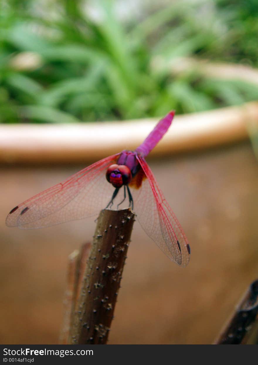 Photo of dragonfly