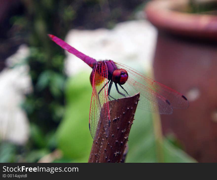 Photo of dragonfly