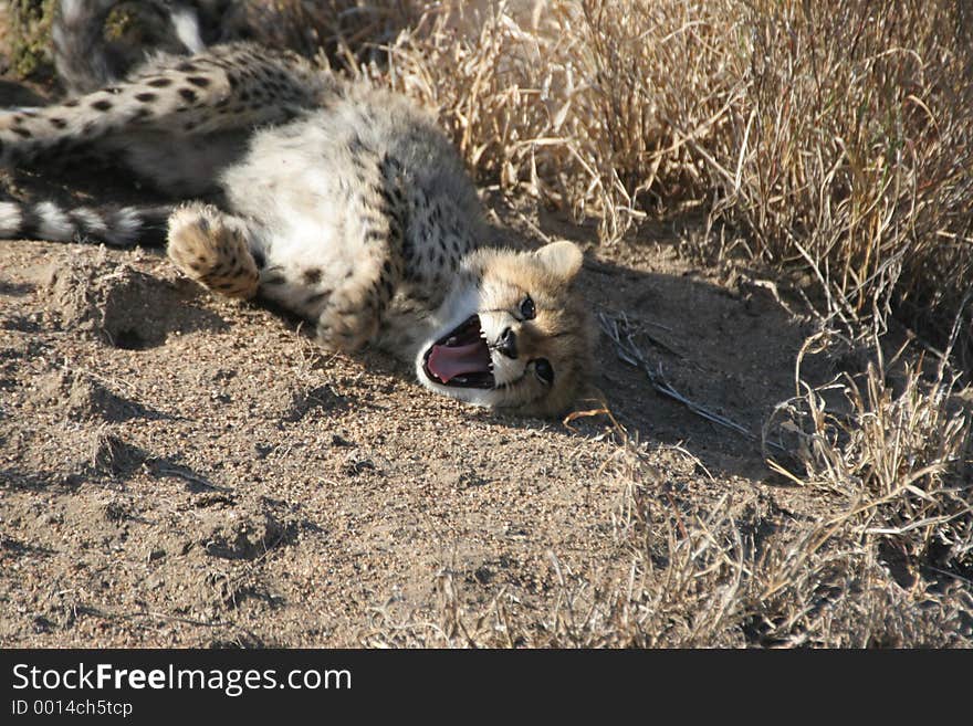 I cheetah cub yarning. Taken in the Kruger National Park. I cheetah cub yarning. Taken in the Kruger National Park.