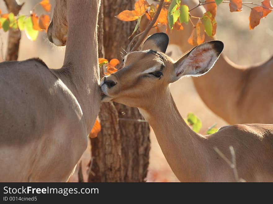 Kissing Impala