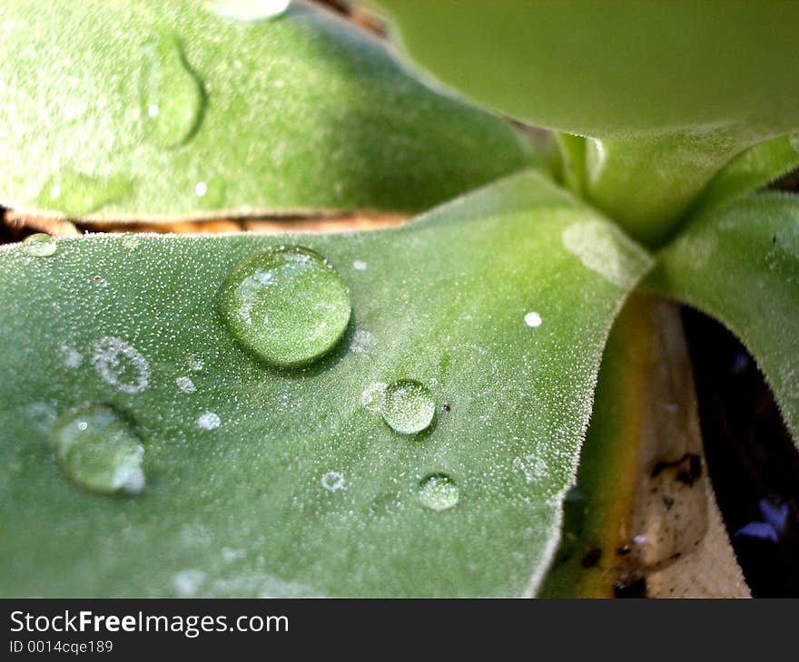 This is some dew on a Lewisisa leaf.