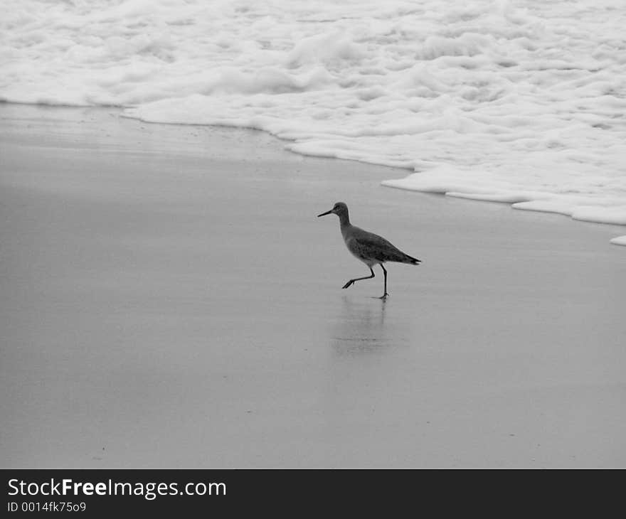 OLYMPUS DIGITAL CAMERA A black and white photo of a bird hunting for food by the sea. OLYMPUS DIGITAL CAMERA A black and white photo of a bird hunting for food by the sea.