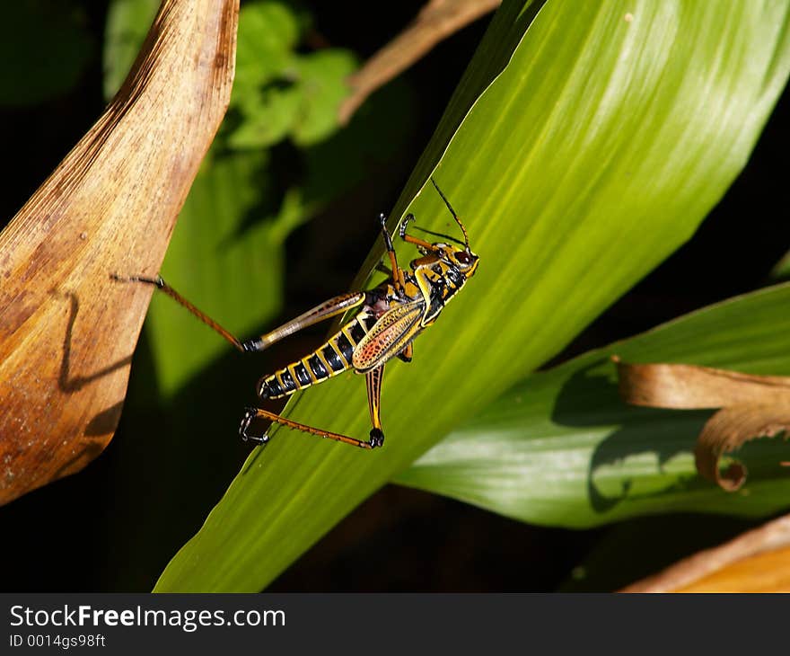 A swamp grasshopper hopping onto a leaf.