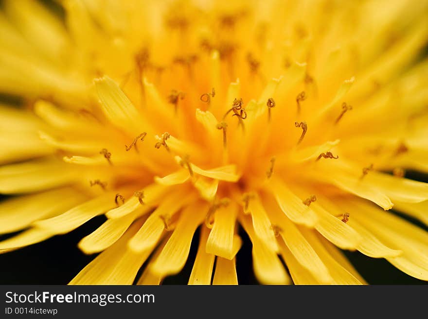 Yellow petals radiating like sun beams. Yellow petals radiating like sun beams