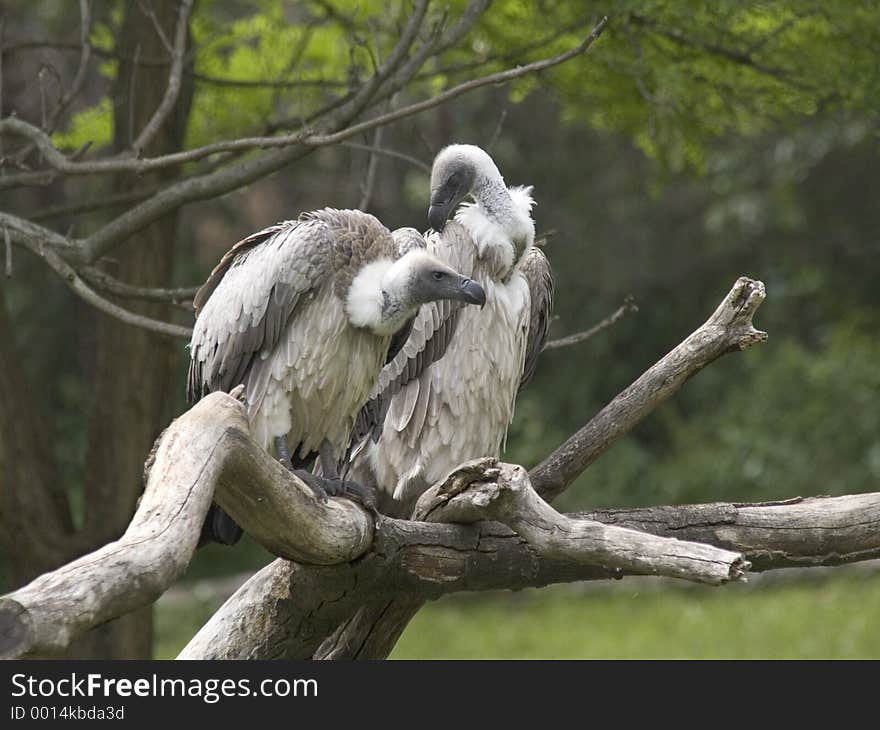 Two vultures perched on a branch