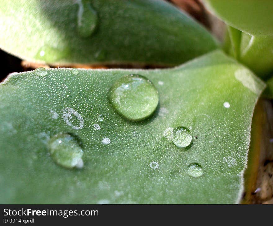 This is a Primula leaf with some dew on it.