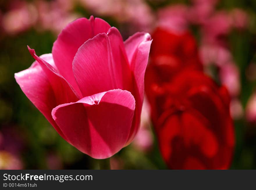 Pink Tulip