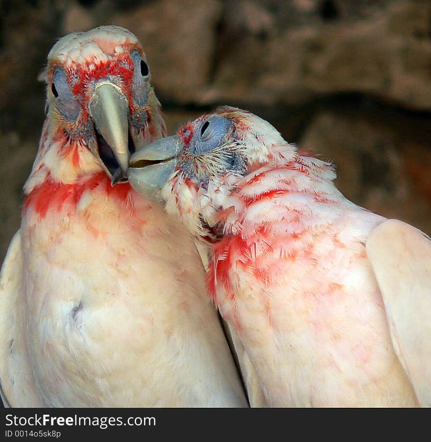 Two parrots with red and white feathers and blue eyes kissing. Two parrots with red and white feathers and blue eyes kissing.