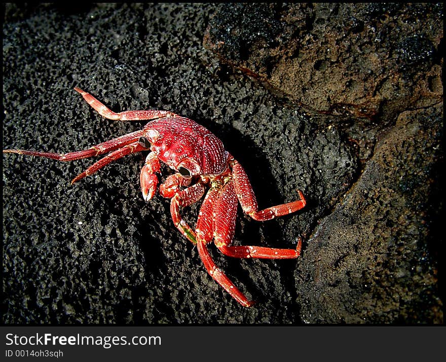 Crab on rock