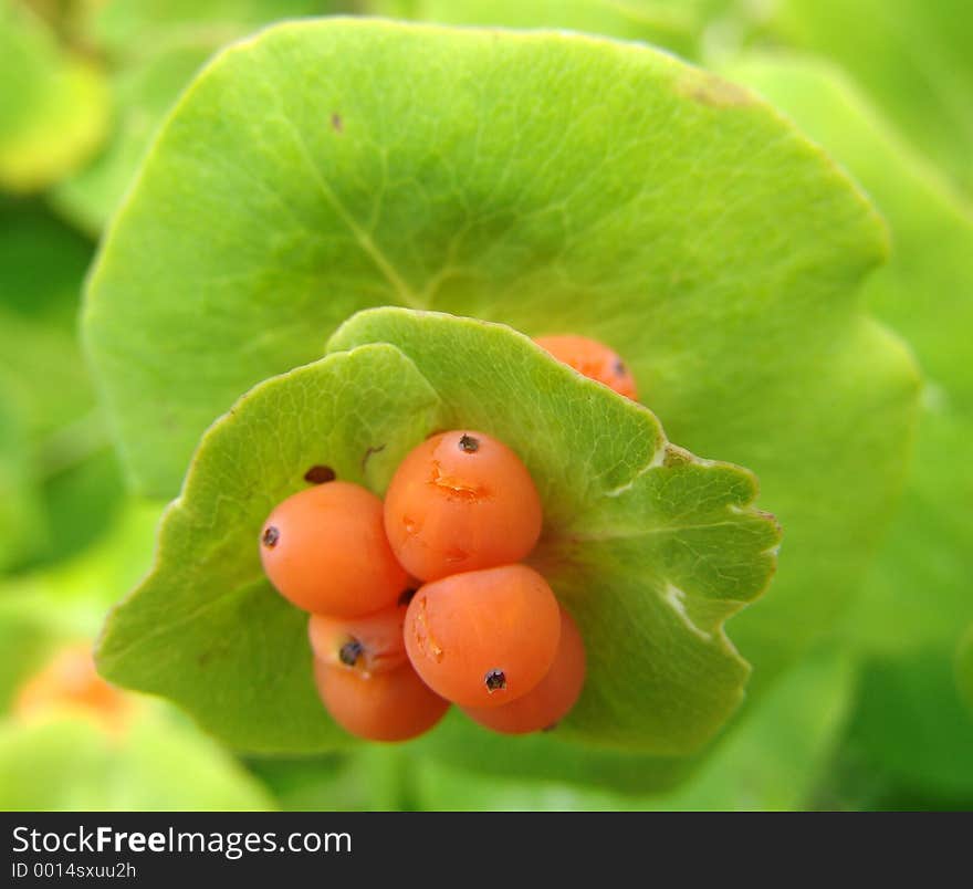 Berry Plantation