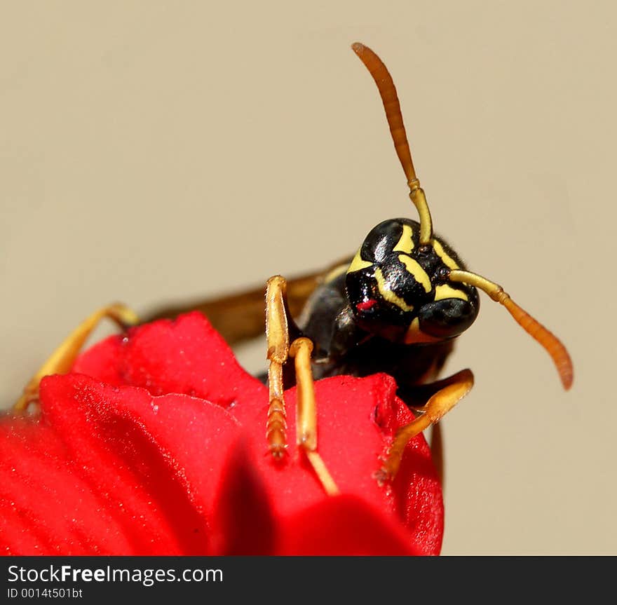 Here is a wasp in nature, outdoors. Here is a wasp in nature, outdoors.