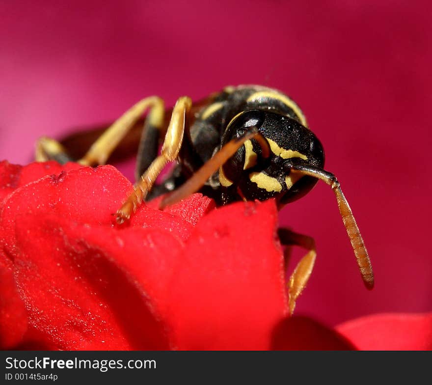 Here is a wasp in nature, outdoors. Here is a wasp in nature, outdoors.