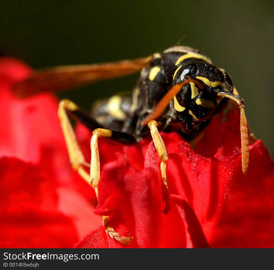 Here is a wasp in nature, outdoors. Here is a wasp in nature, outdoors.