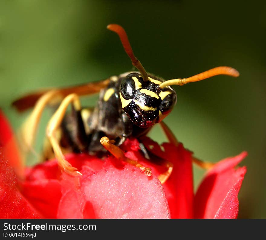 Here is a wasp in nature, outdoors. Here is a wasp in nature, outdoors.