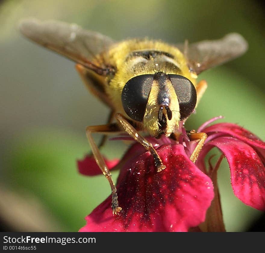 Here is a wasp in nature, outdoors. Here is a wasp in nature, outdoors.