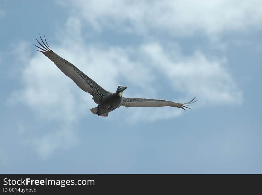 Soaring pelican in blue sky with clouds. Soaring pelican in blue sky with clouds