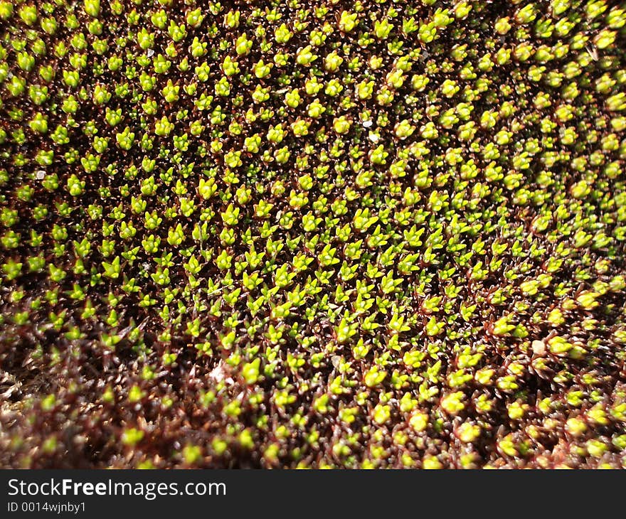 This is some Scleranthus Biflorus. This is some Scleranthus Biflorus.