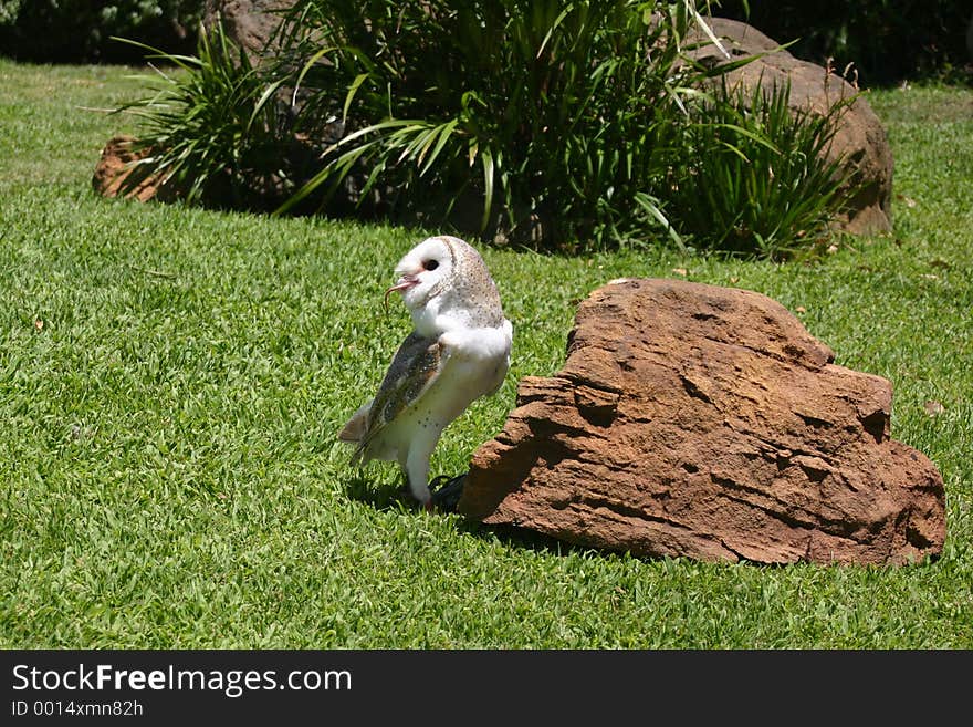 Snowy owl eating a mouse. Snowy owl eating a mouse