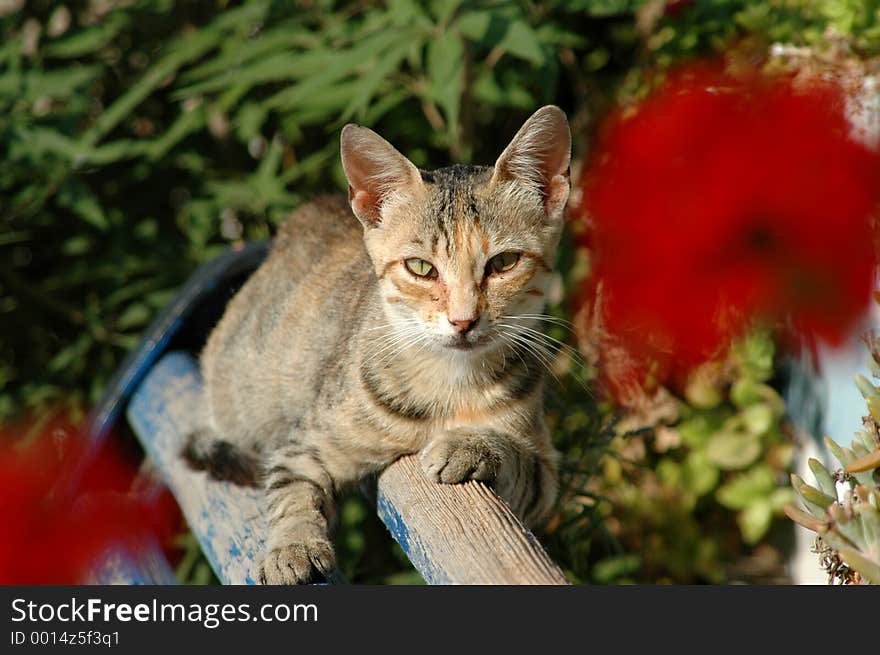 Cat on bench with red flowers intentionally out of focus