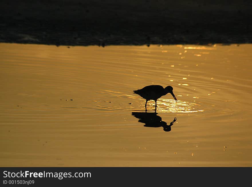 Willet feeding in reflecting pool at sunset with room for text