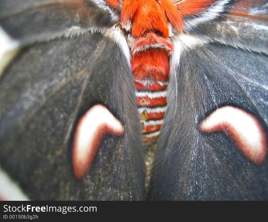 Giant Moth Wings