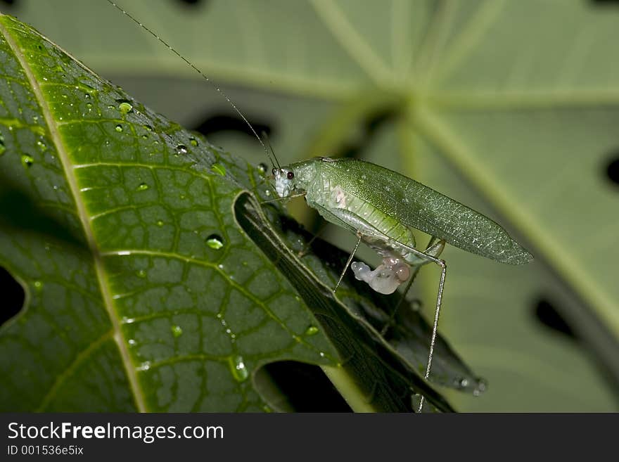 Green Katydid laying eggs - Ecuador. Green Katydid laying eggs - Ecuador