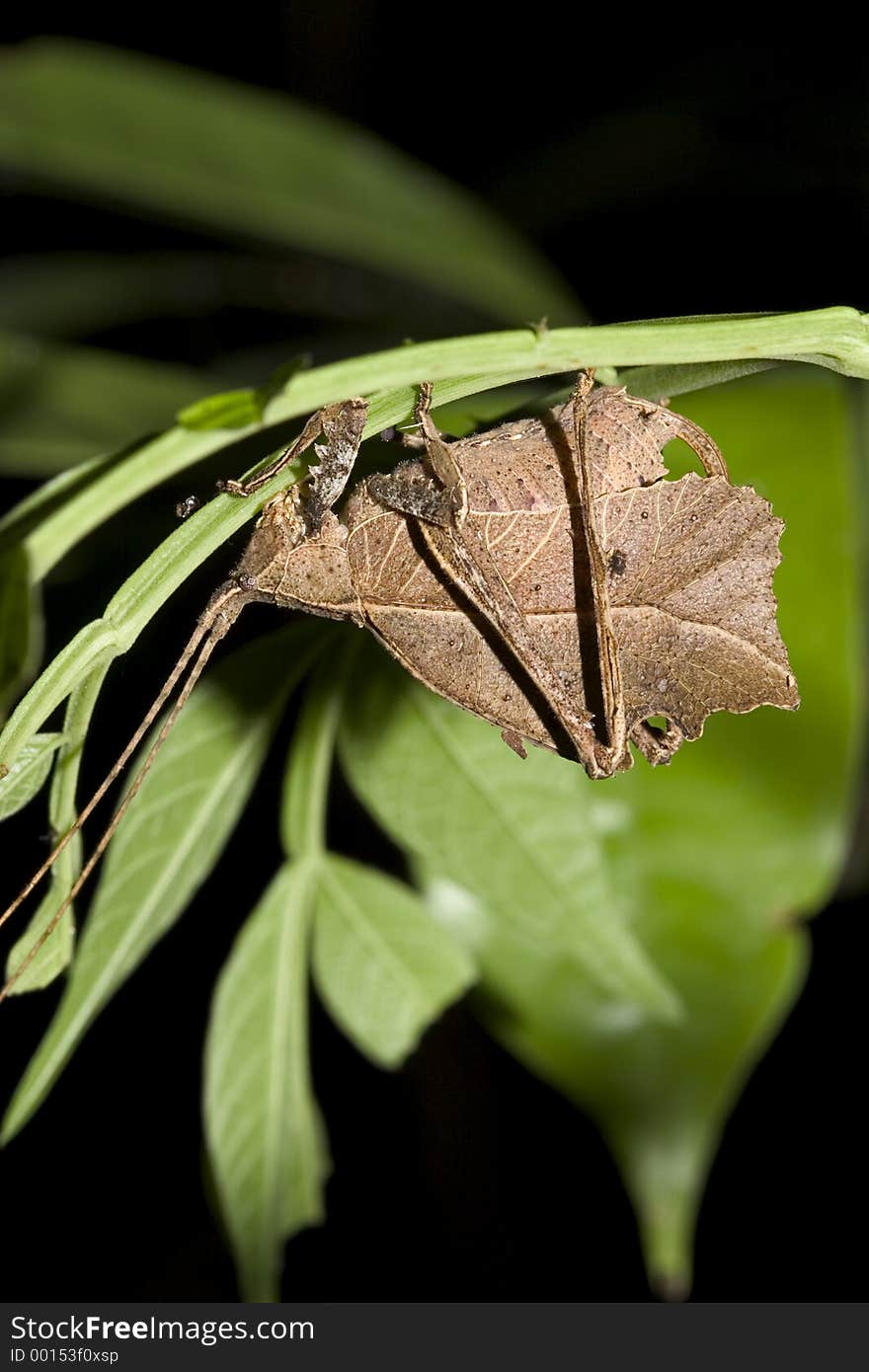 Dry Leaf like Katydid - Ecuador