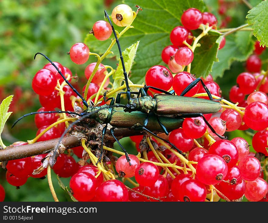 Big bugs. Big bugs