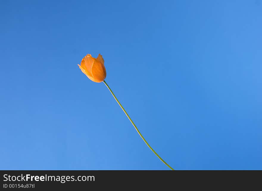 Single yellow poppy on long stalk silhouetted against light blue. Single yellow poppy on long stalk silhouetted against light blue