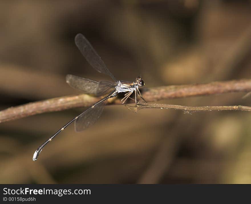 Dragonfly