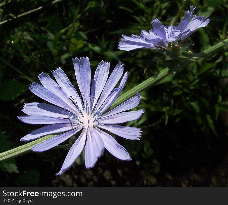 Chicory flowers