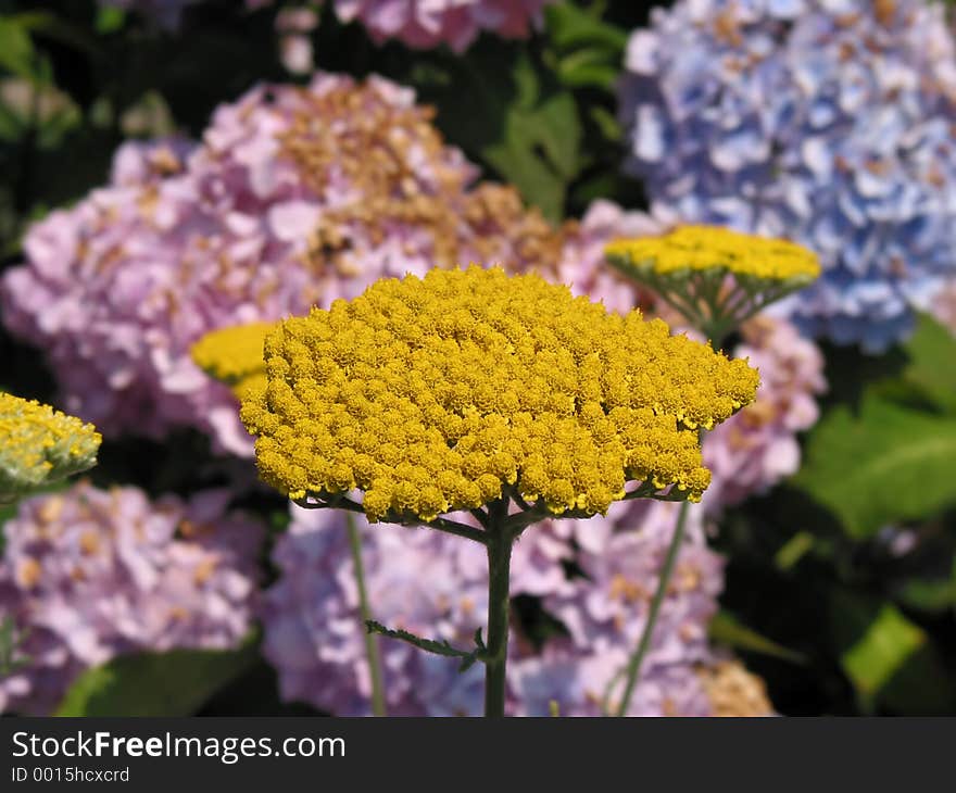 Close-up of yellow flower. Close-up of yellow flower