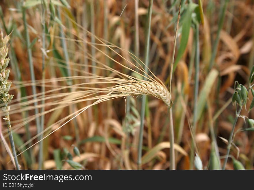 Long wheat Spike