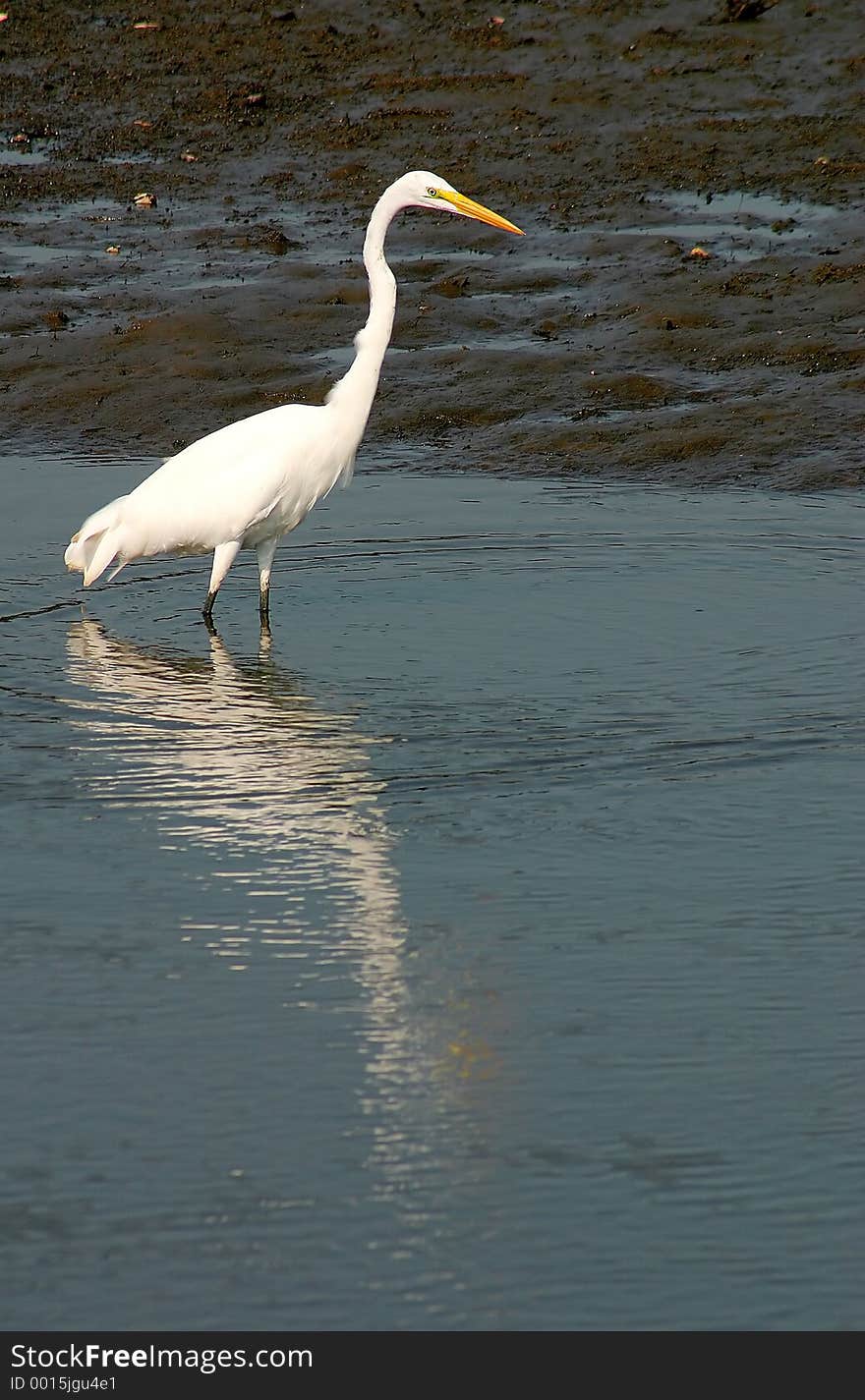 A Great White Heron wading in a marsh. A Great White Heron wading in a marsh.