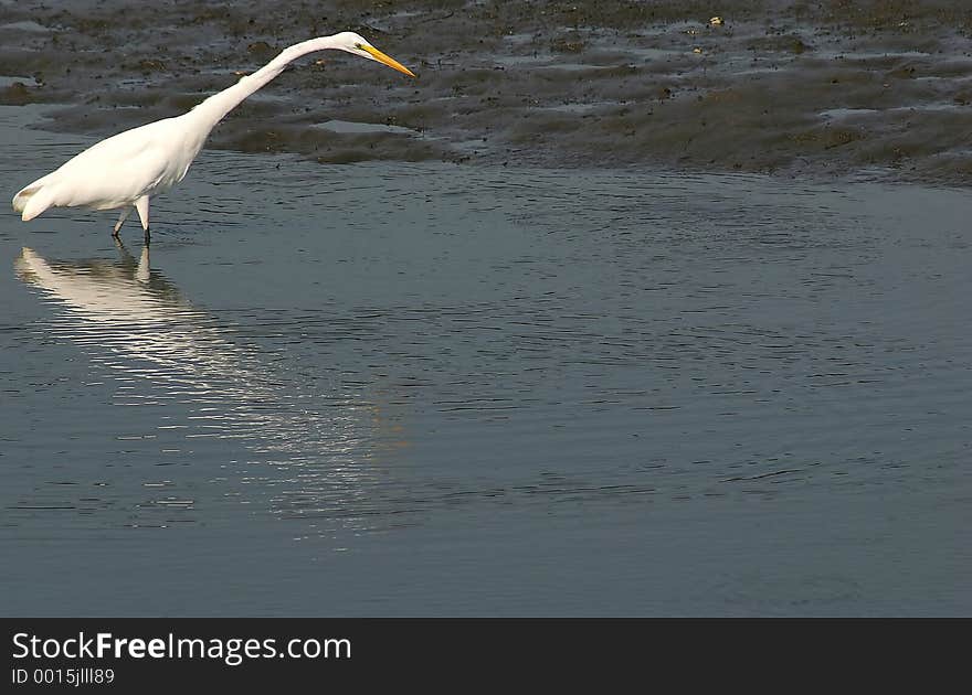 A Great White Heron fishing