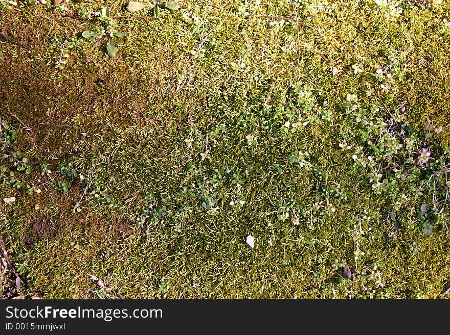 Mossy ground cover