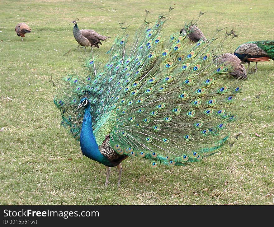 Beautiful peacock showing its colorful feather. Beautiful peacock showing its colorful feather.