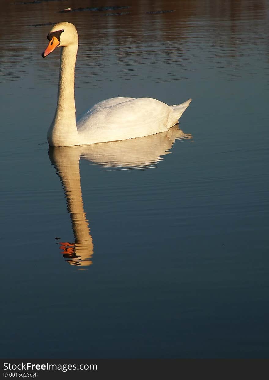 Sunset swan