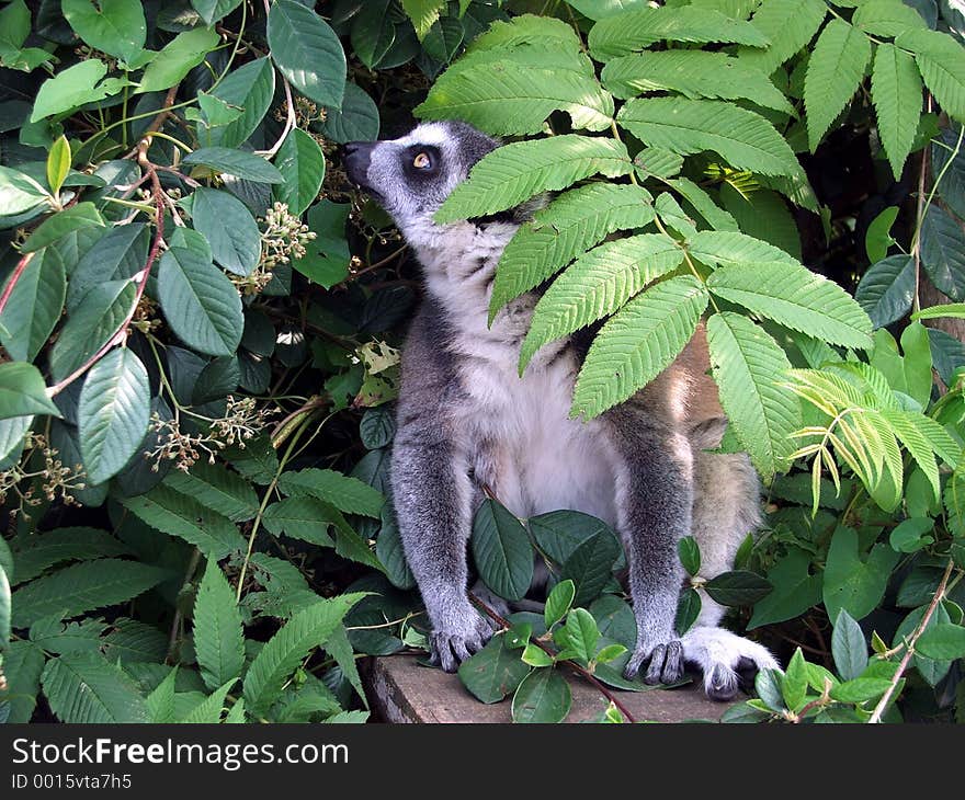 Animal,trees,green,blue,foliage,branch,white,beautiful,nature,grey. Animal,trees,green,blue,foliage,branch,white,beautiful,nature,grey