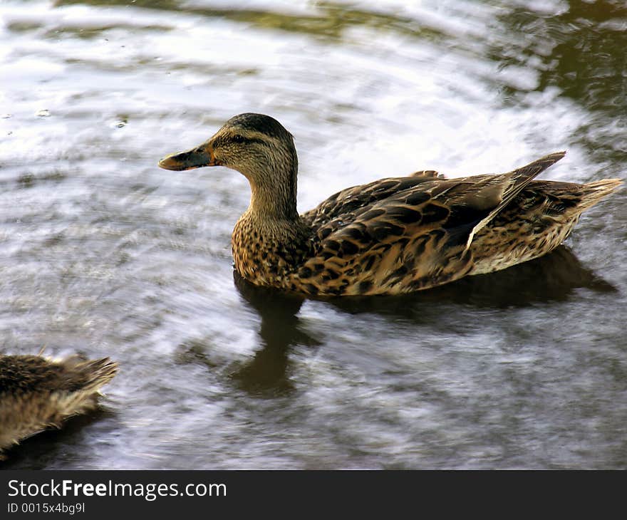 Duck in Water