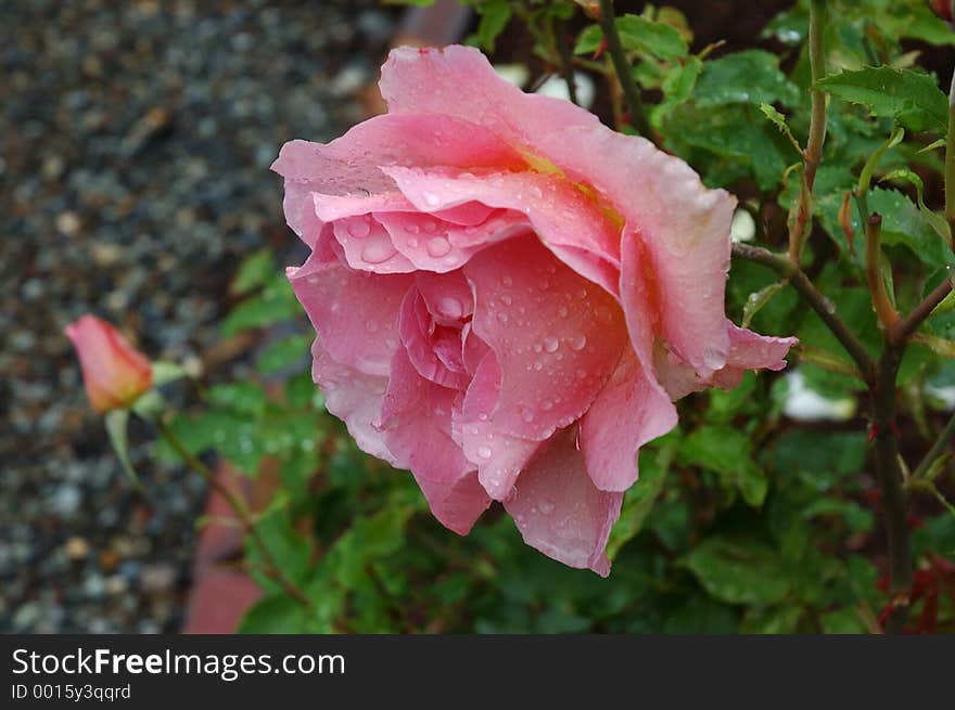 Pink Wet Rose