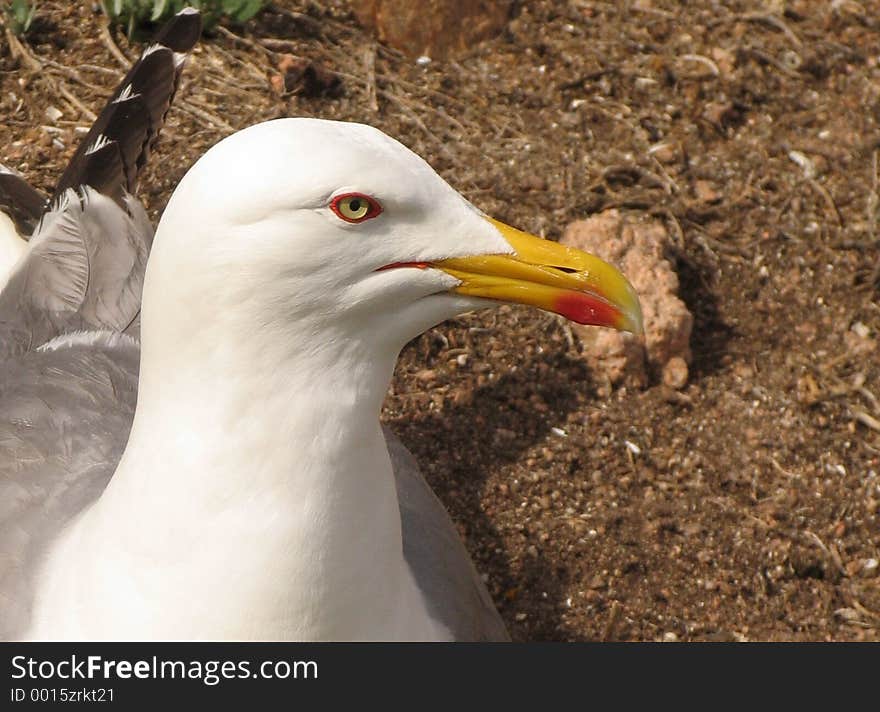 Seagul's detail of the head. Seagul's detail of the head